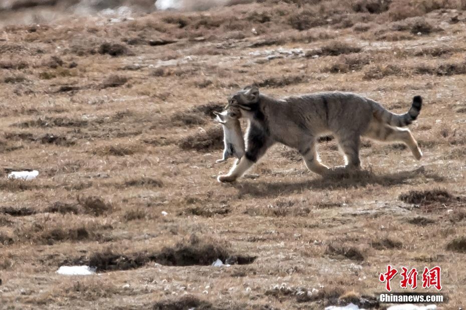 猴迎鼠年马成功 红尘天伦三父子 龙猴之争狗鸡赤 鼠兔寸光又一年 打一精准生肖，实证解答解释落实_1892.25.23