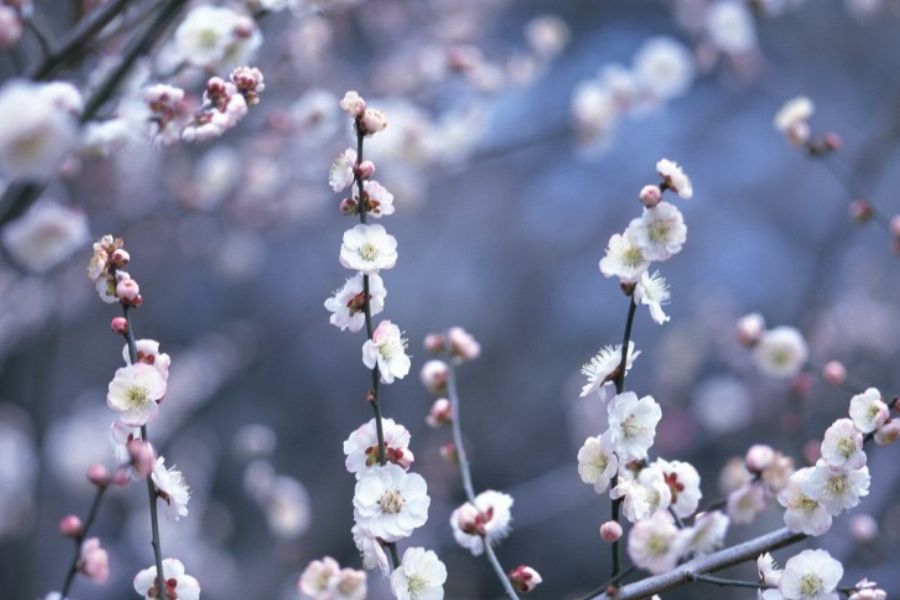 梅花杏花照玉堂， 今期生肖三七加。 打一精准生肖，综合解答解释落实_0wr25.60.35