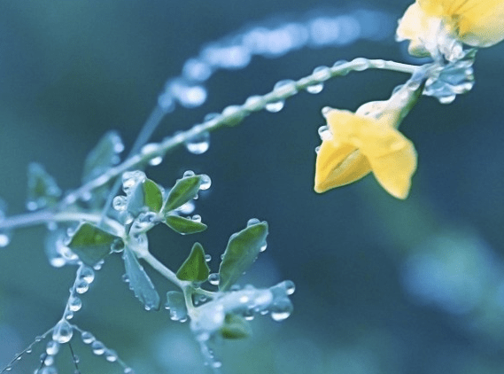 龙游春色雨中存，一二在首无人应 打一精准生肖，实证解答解释落实_iet30.37.12