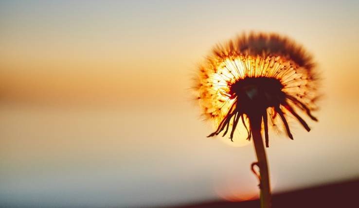 狐朋狗友遍天下，独掩愁面心凄凄打一精准生肖，科学解答解释落实_qqx63.66.52