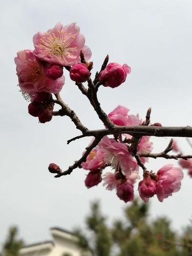 梅花杏花照玉堂， 今期生肖三七加。 打一精准生肖，综合解答解释落实_36r15.65.38