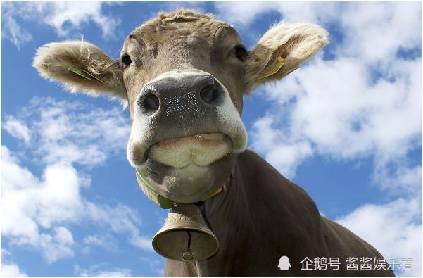 是双又逢旺木春，人海茫茫南与北，仙羊下界遍地春，一举五合猴蛇战打一精准生肖，定量解答解释落实_pto25.40.07